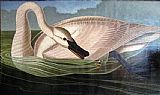 John James Audubon Swan predator painting